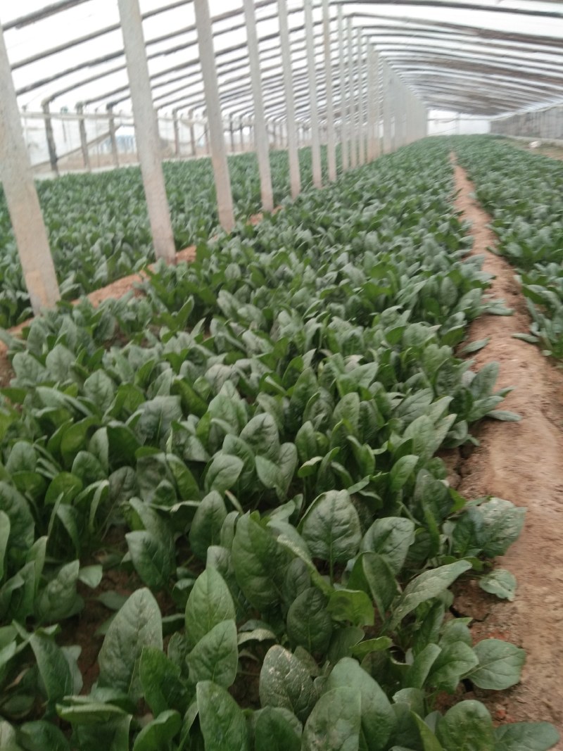 常年大量供应大叶菠菜