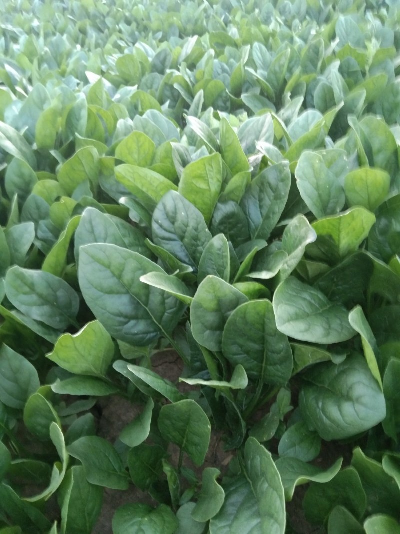 常年大量供应大叶菠菜