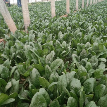 常年大量供应大叶菠菜