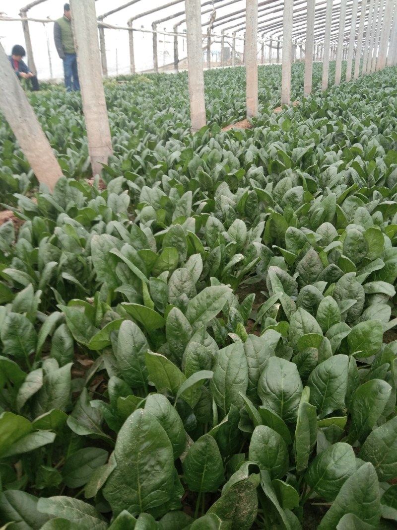 常年大量供应大叶菠菜
