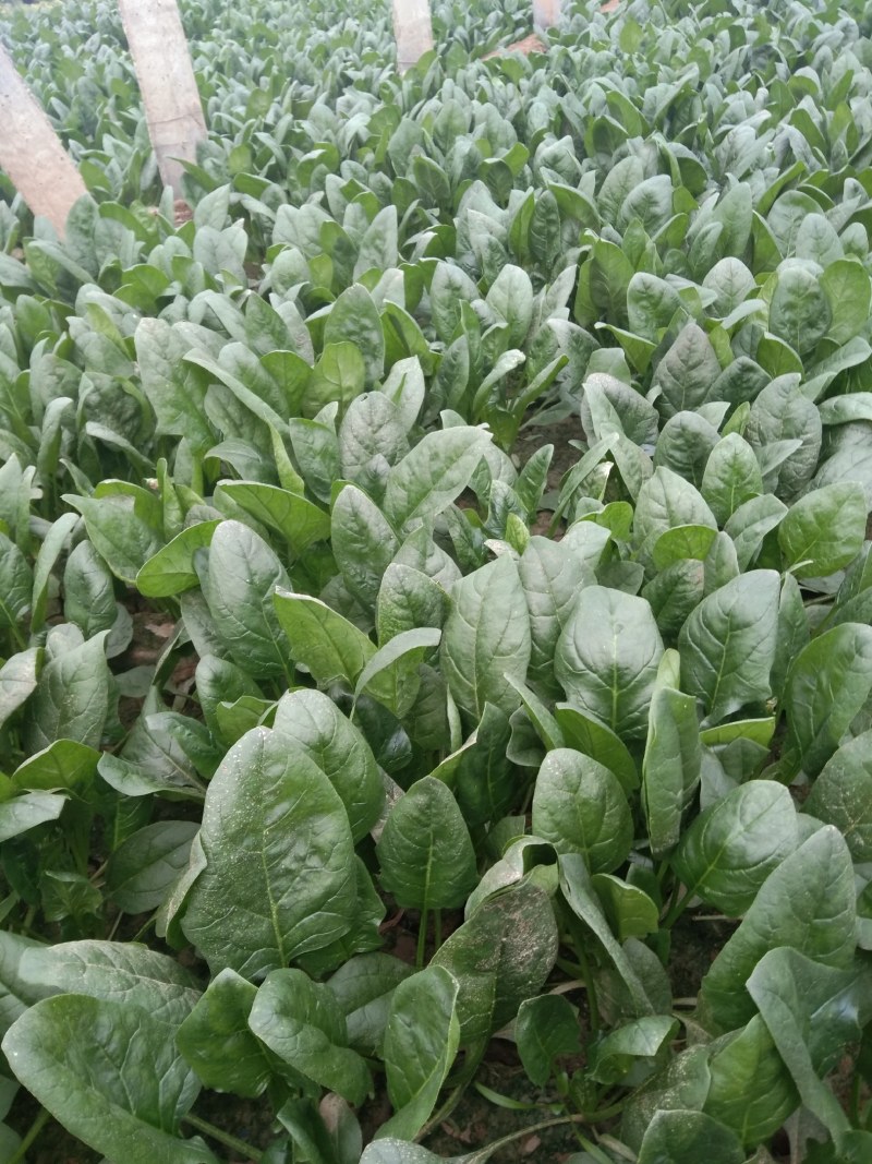 常年大量供应大叶菠菜