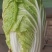 甘肃矮颗3-5斤黄心大白菜7-8成菜一手货源