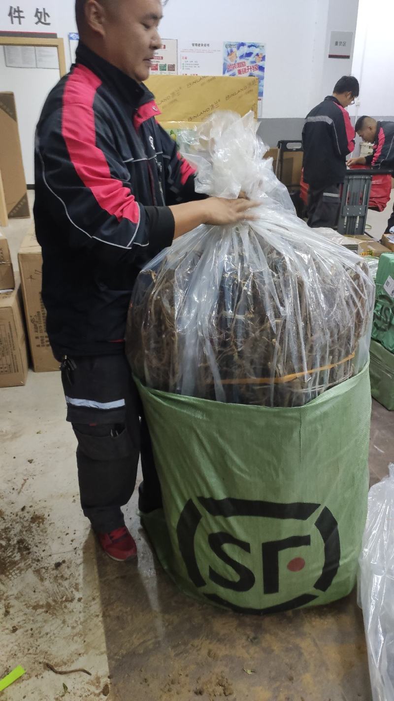 中蟠17蟠桃苗，黄金蟠桃，8月上旬成熟，个头大，果面全