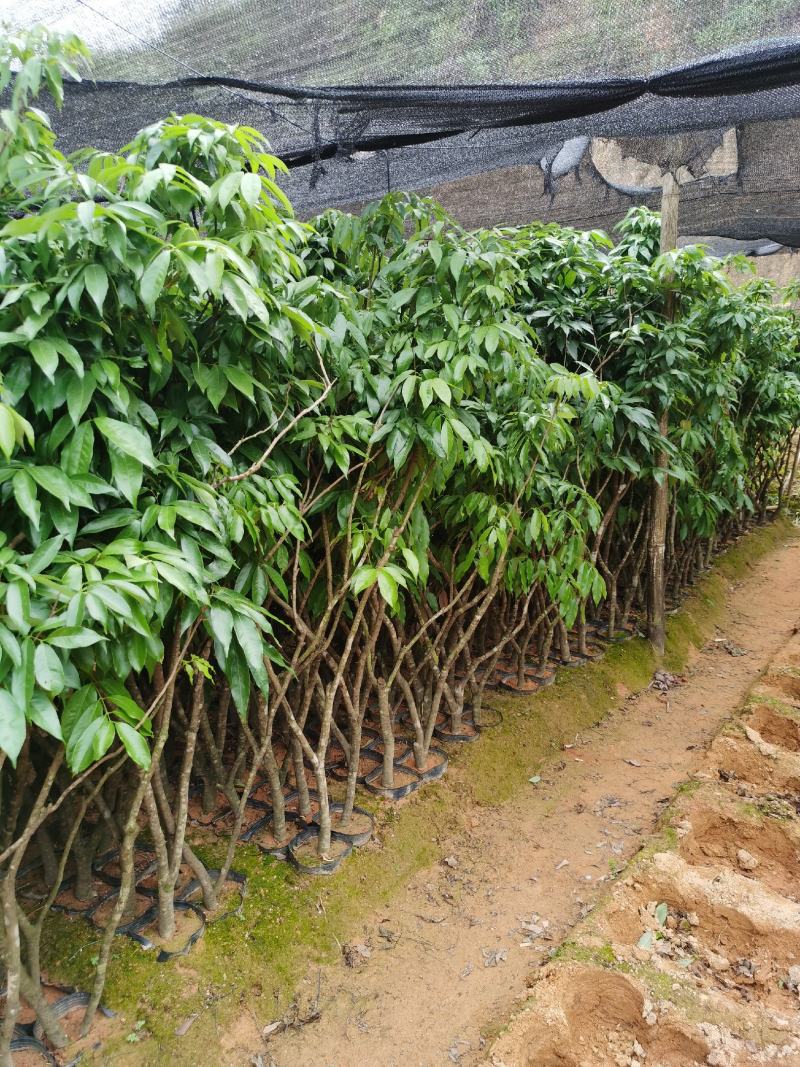 供应黑叶荔枝高压苗，妃子笑荔枝高压苗，仙进奉高压苗