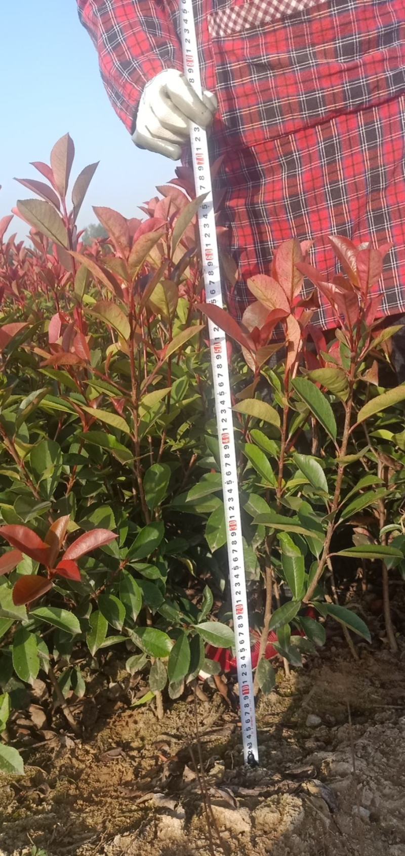 红叶石楠60高冠幅25+分叉多棵型饱满