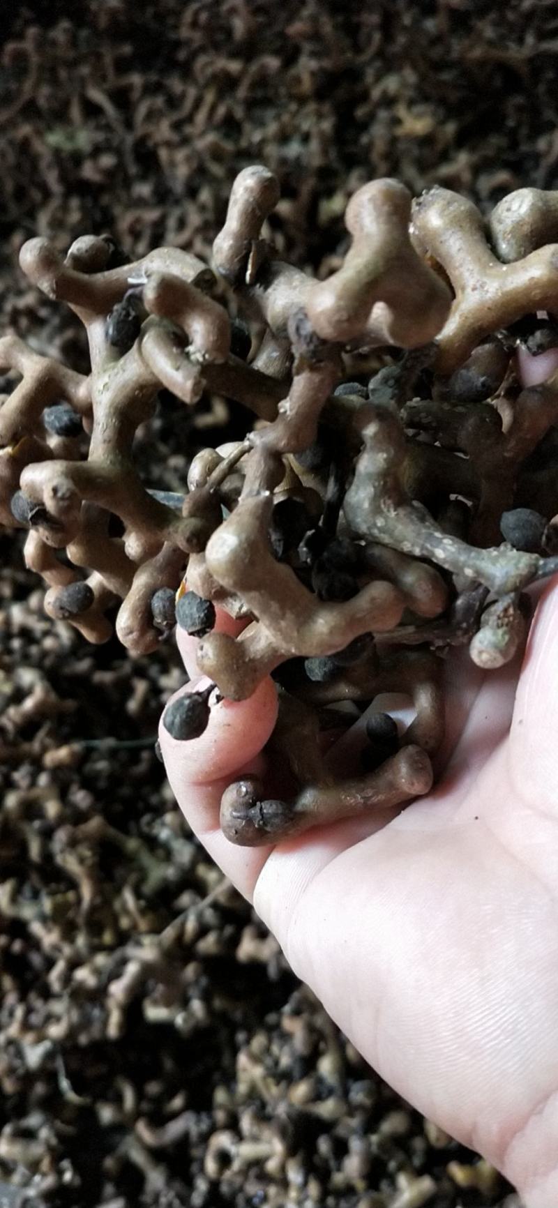 拐枣，万寿果，拐枣泡酒、炖鸡、煮茶（包邮）