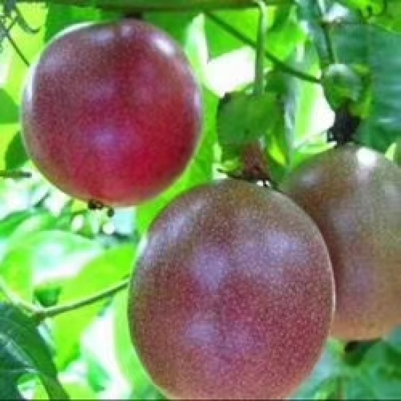 黄金百香果苗，广西百香果苗，黄金芭乐百香果台农百香果苗