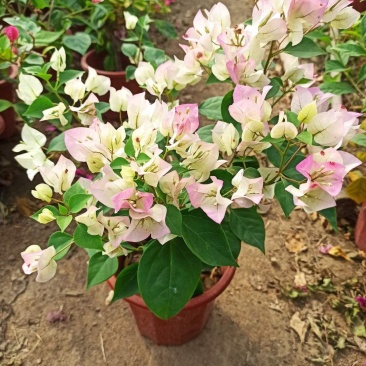 三角梅带花盆栽大苗室内盆栽四季种植爬藤花卉攀援花卉