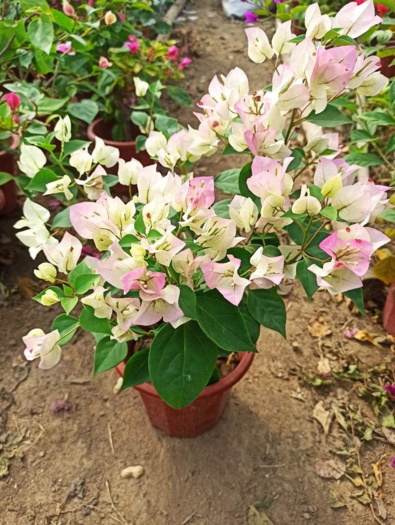 三角梅带花盆栽大苗室内盆栽四季种植爬藤花卉攀援花卉