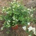 三角梅带花盆栽大苗室内盆栽四季种植爬藤花卉攀援花卉