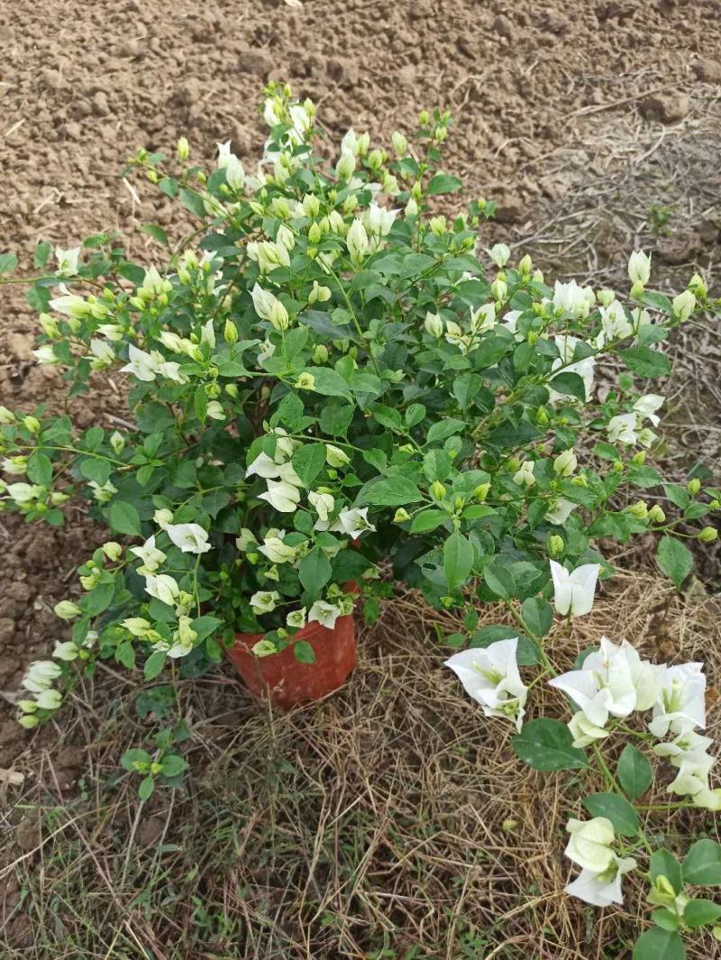 三角梅带花盆栽大苗室内盆栽四季种植爬藤花卉攀援花卉