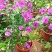 三角梅带花盆栽大苗室内盆栽四季种植爬藤花卉攀援花卉