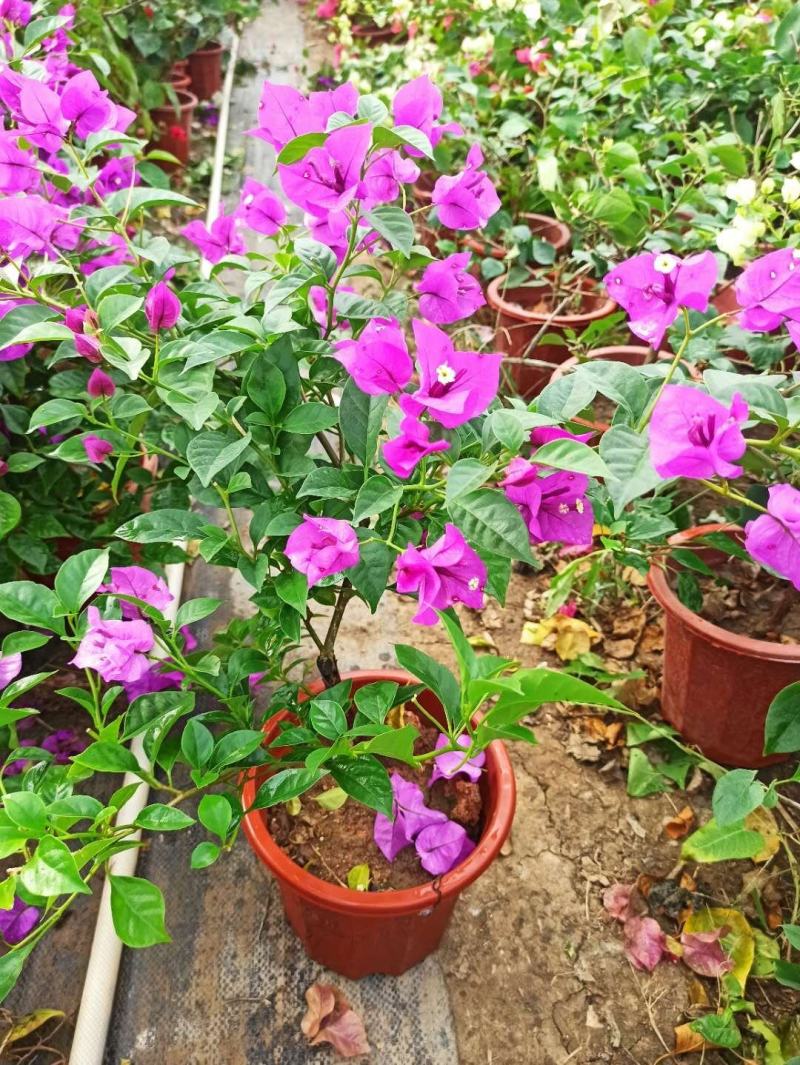 三角梅带花盆栽大苗室内盆栽四季种植爬藤花卉攀援花卉