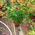 三角梅带花盆栽大苗室内盆栽四季种植爬藤花卉攀援花卉