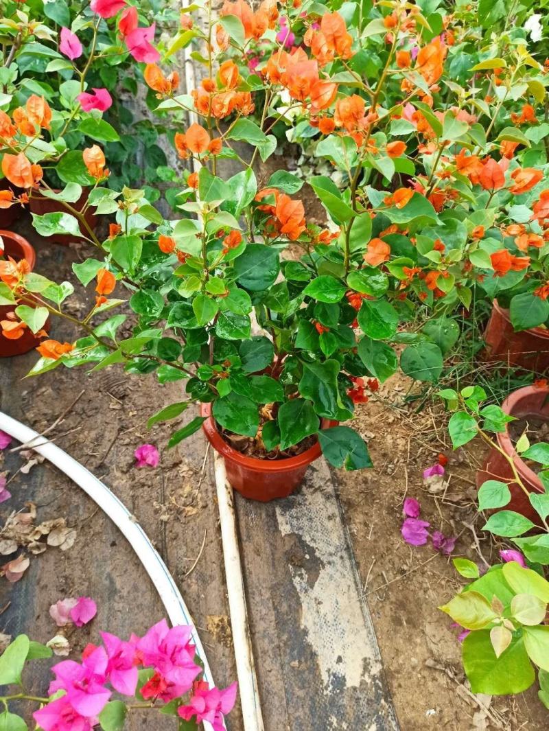 三角梅带花盆栽大苗室内盆栽四季种植爬藤花卉攀援花卉