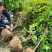 （聚便宜）盆景庭院绿植花卉移栽七星绣球茶花