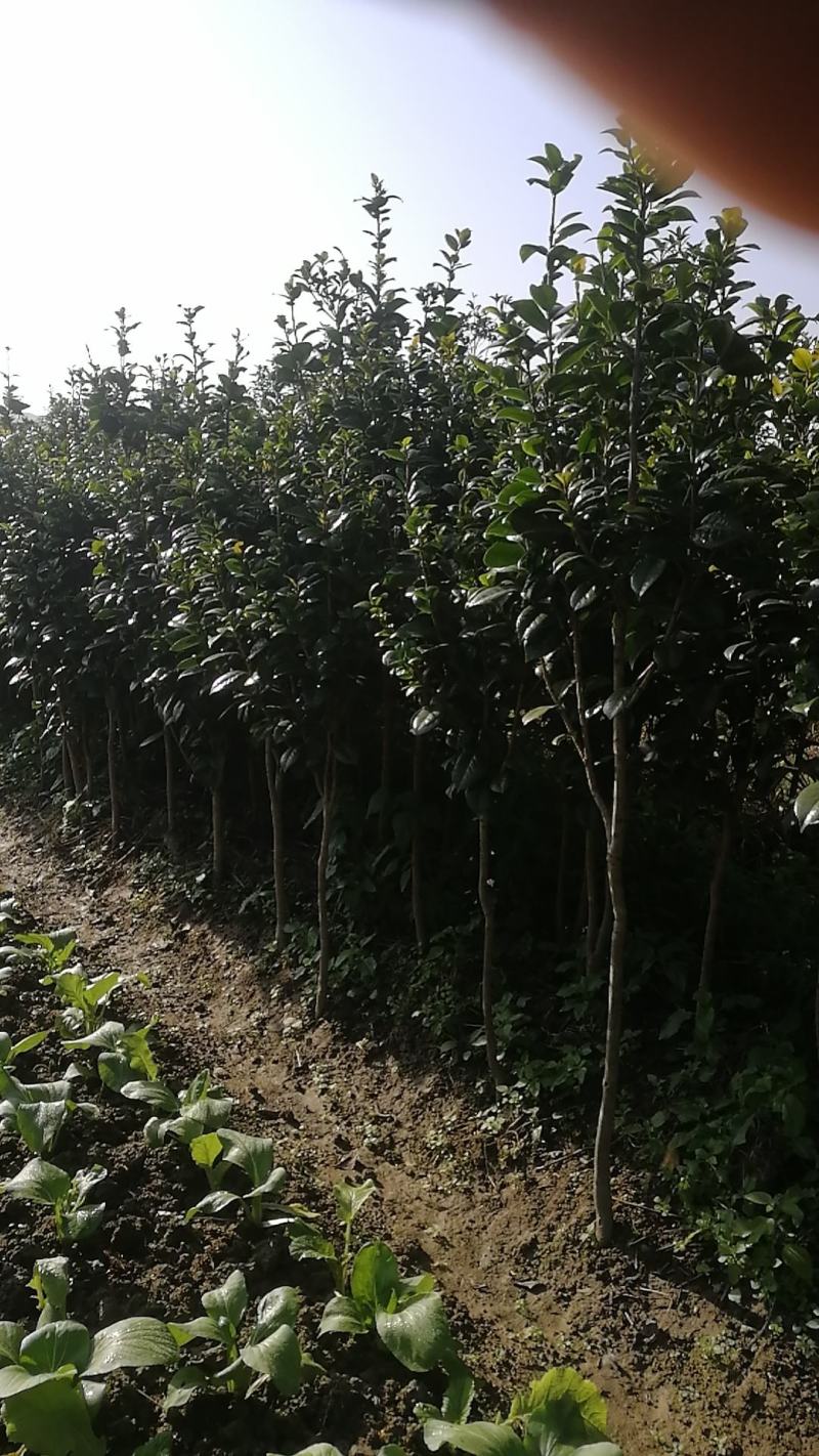 （聚便宜）盆景庭院绿植花卉移栽七星绣球茶花