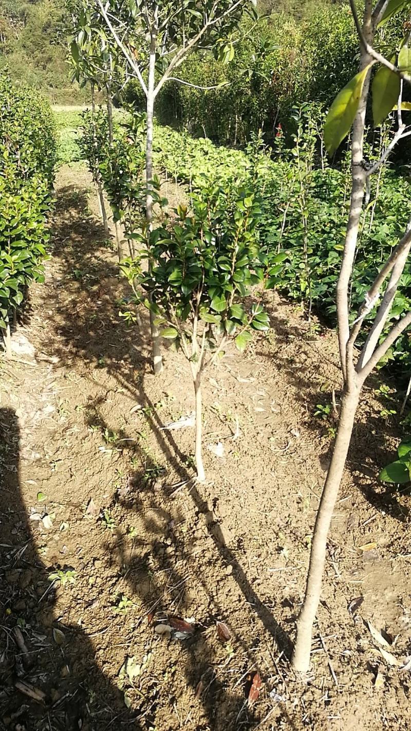 （聚便宜）盆景庭院绿植花卉移栽七星绣球茶花