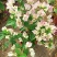 三角梅带花盆栽大苗室内盆栽四季种植爬藤花卉攀援花卉