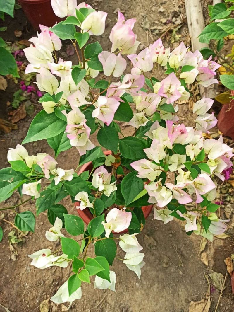 三角梅带花盆栽大苗室内盆栽四季种植爬藤花卉攀援花卉