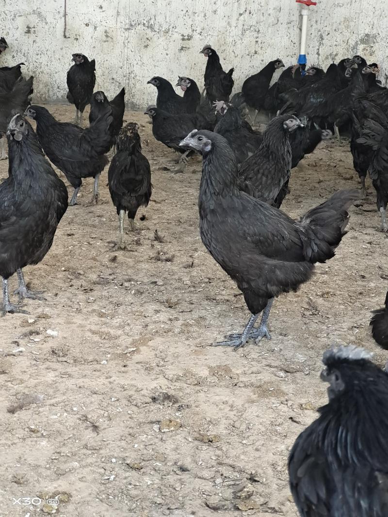 纯种绿壳蛋鸡俗称五黑鸡公母都有一只也是批发价全国发货