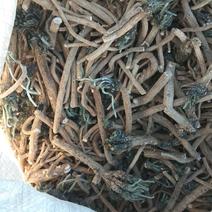 内蒙古多伦沙土种植板蓝根