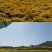 金丝菊花
