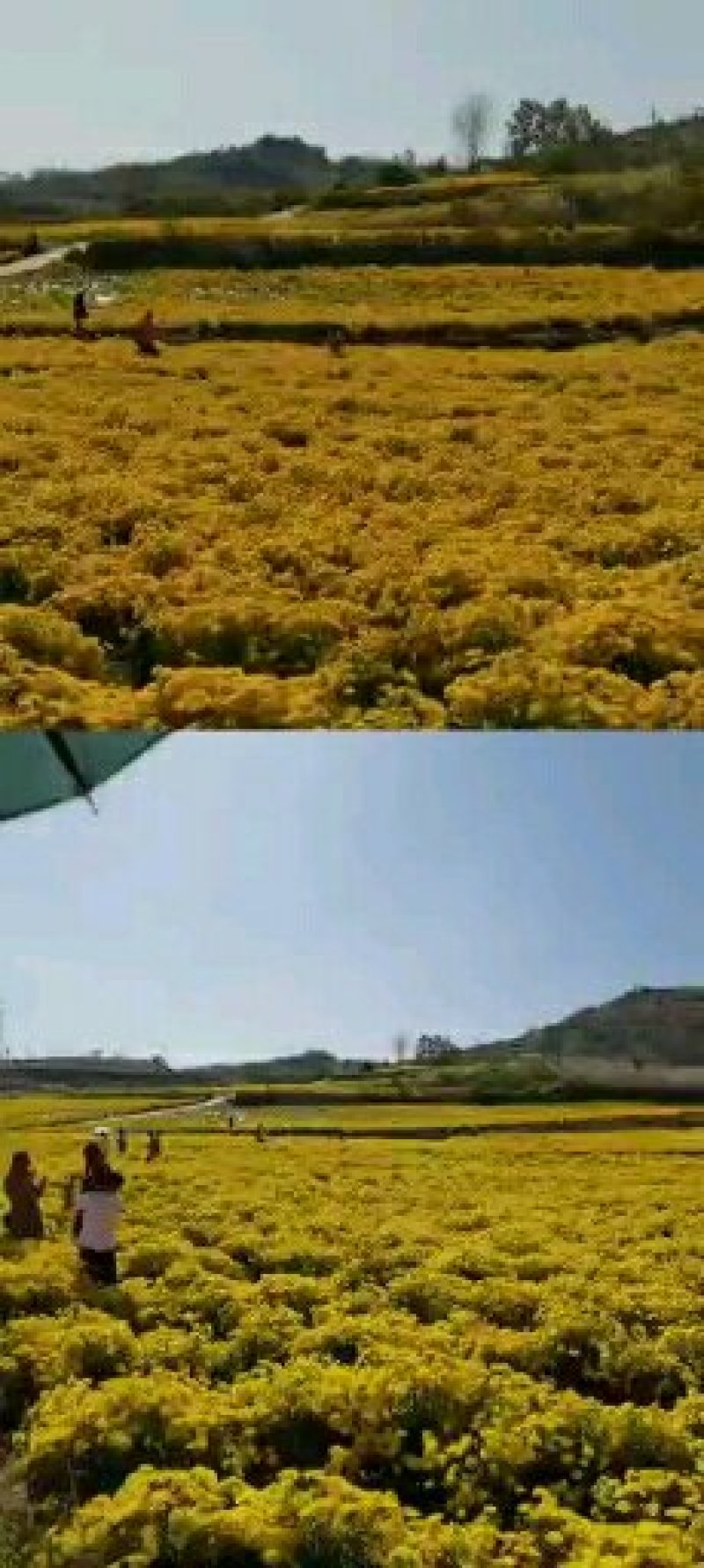 金丝菊花