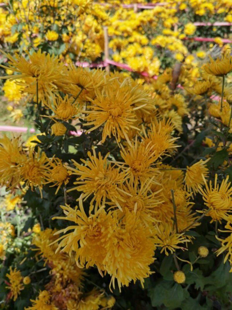 金丝菊花