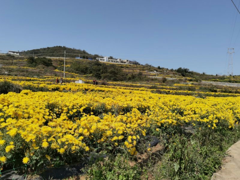 金丝菊花