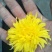 金丝菊花