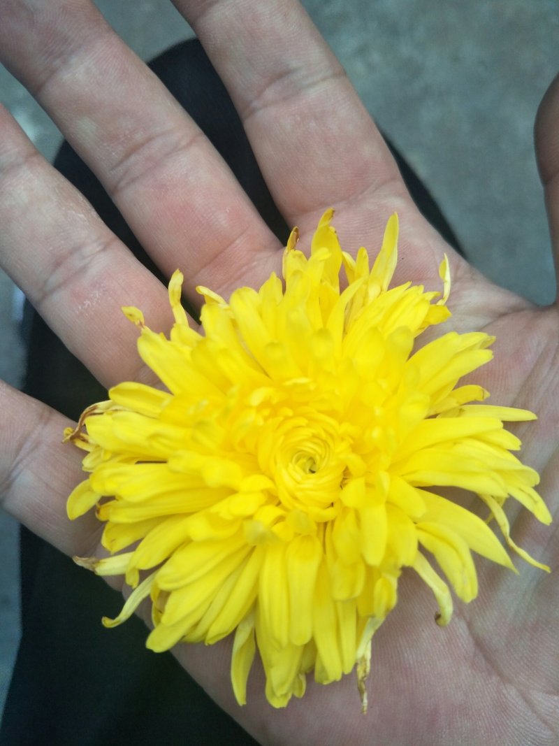 金丝菊花