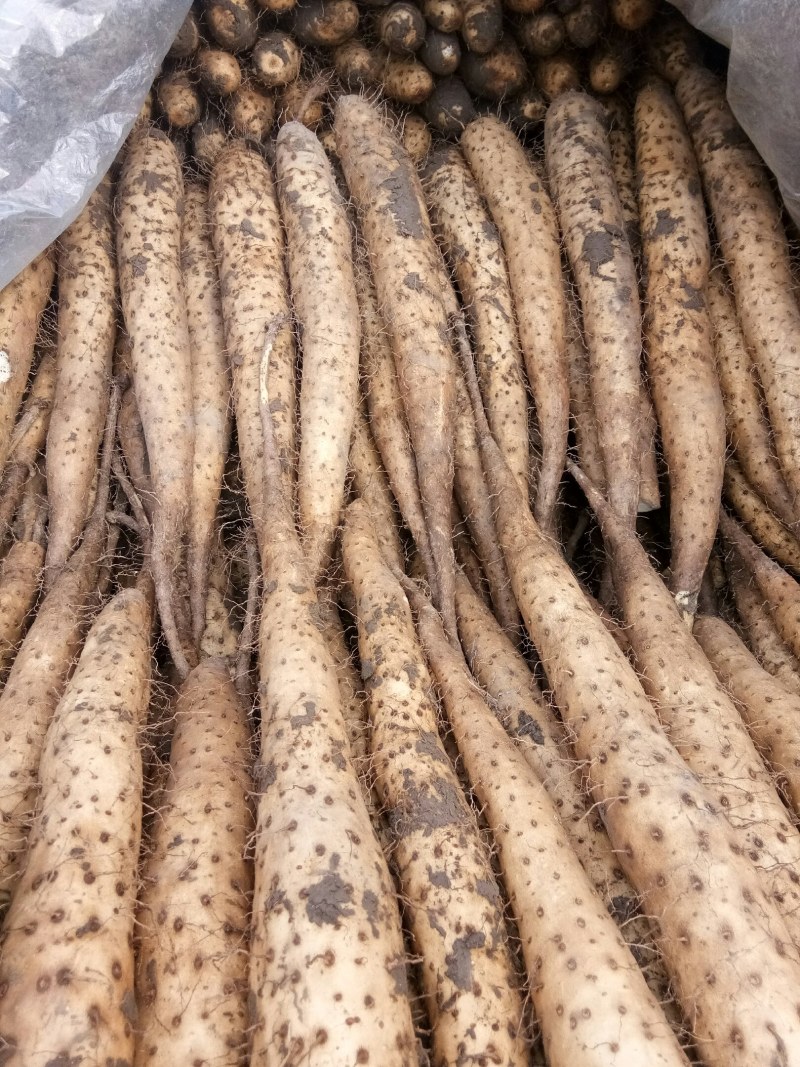 大量供应山药常年供货
