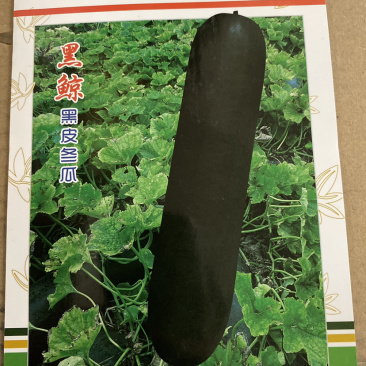 早熟转色快产量高长黑皮冬瓜种子-黑鲸10克装