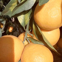 爱媛38果冻橙，汁多味甜