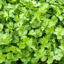 河南省虞城县大叶香菜基地