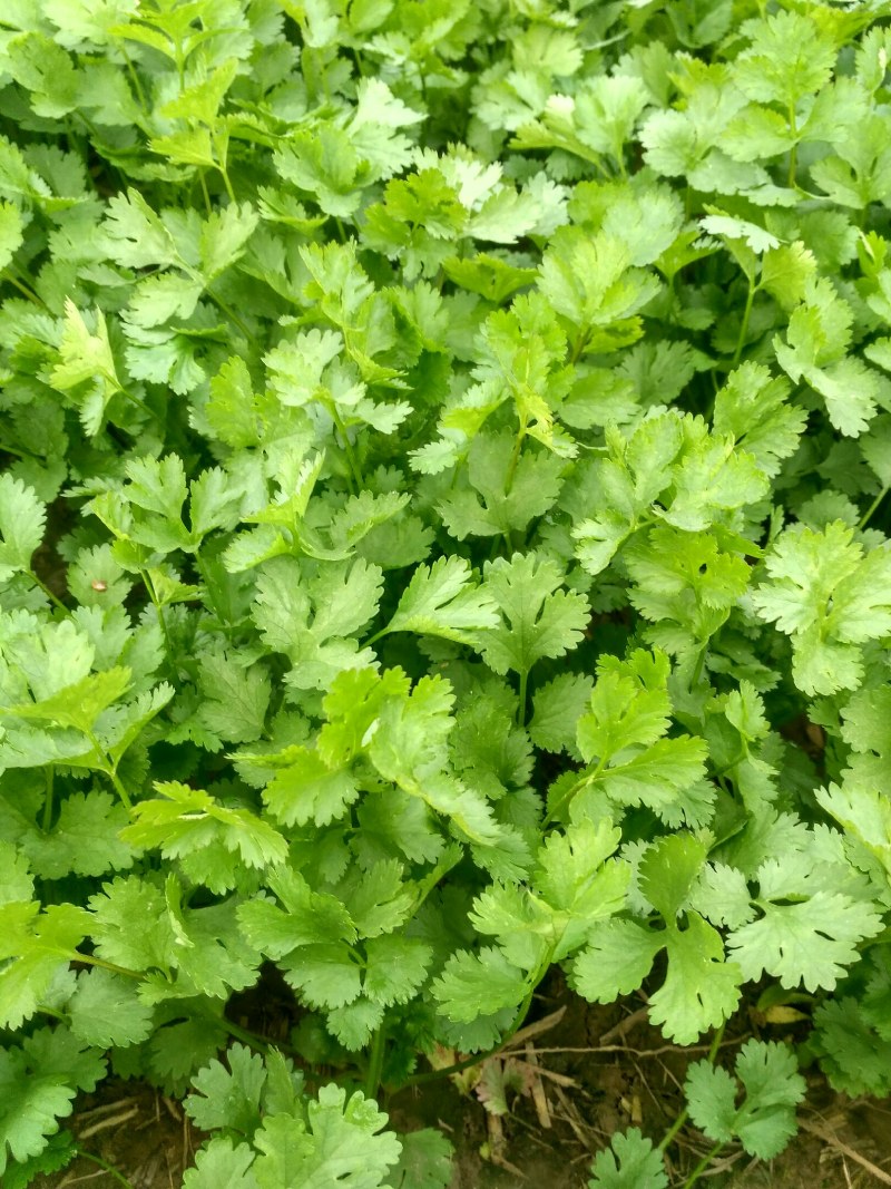 河南省虞城县大叶香菜基地
