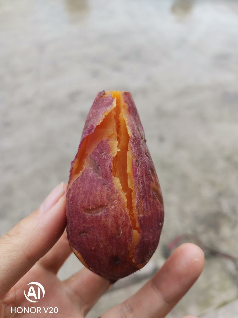 红薯四川西瓜红新鲜红薯现挖苏八红皮红心黄心白心！