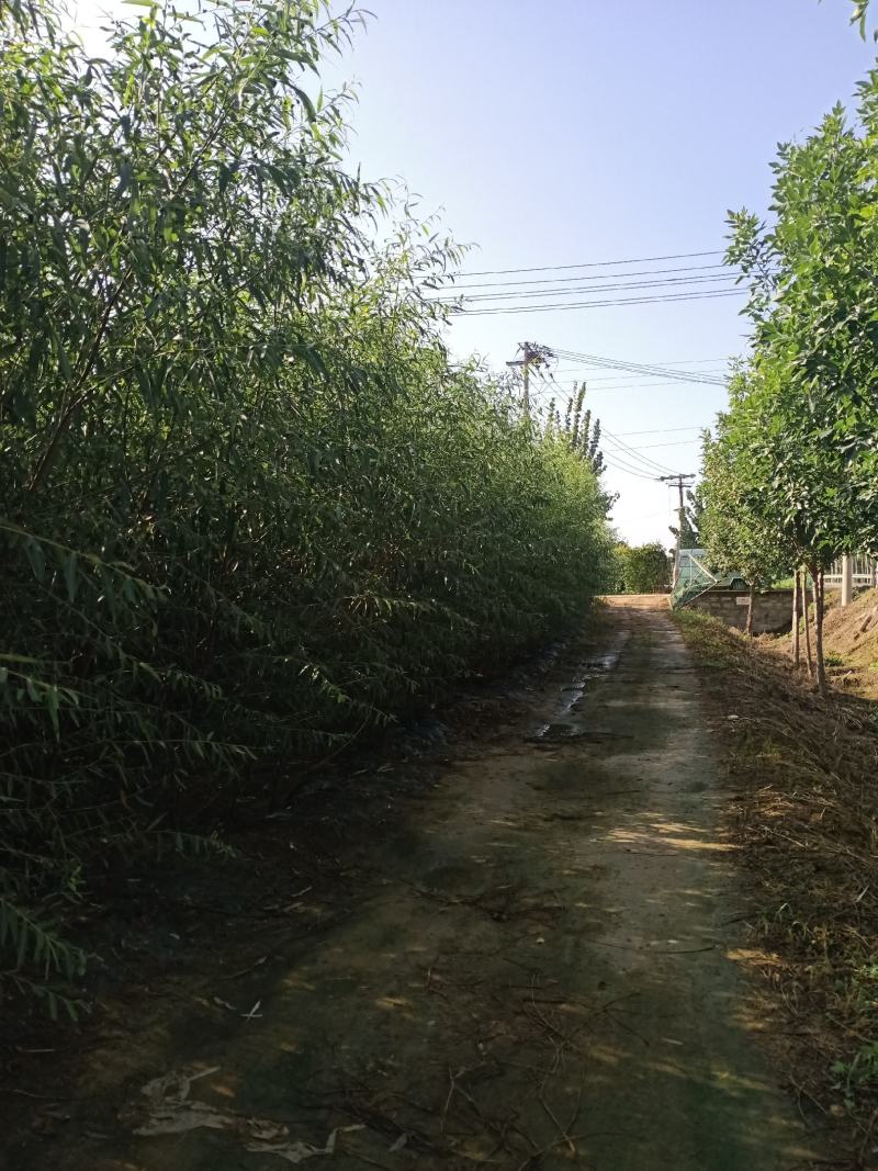 1000亩速生柳基地直供
