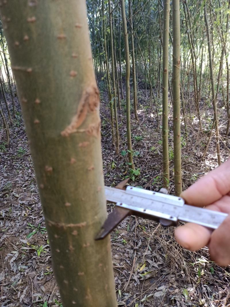 1000亩速生柳基地直供