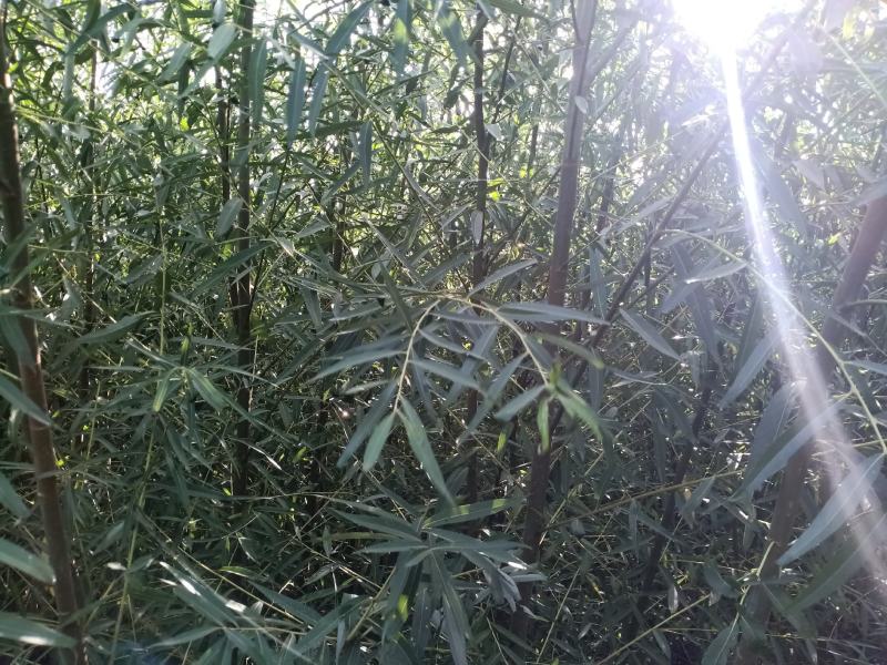1000亩速生柳基地直供