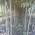 1000亩速生柳基地直供