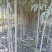 1000亩速生柳基地直供