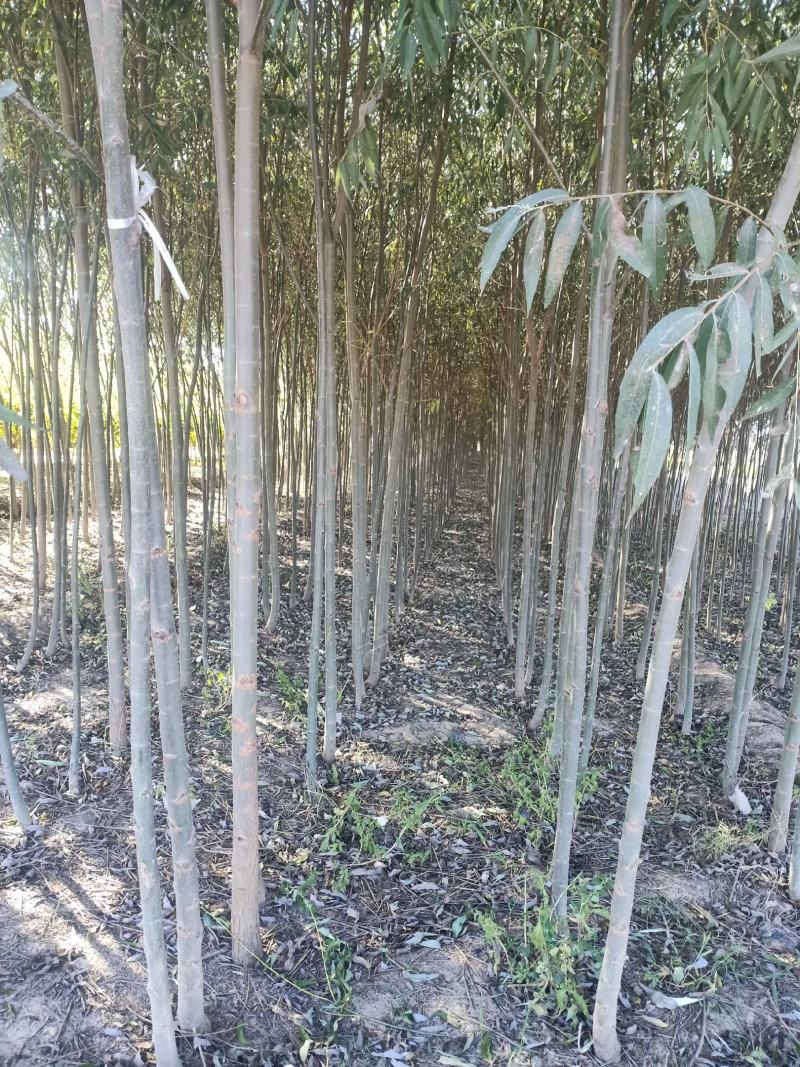 1000亩速生柳基地直供