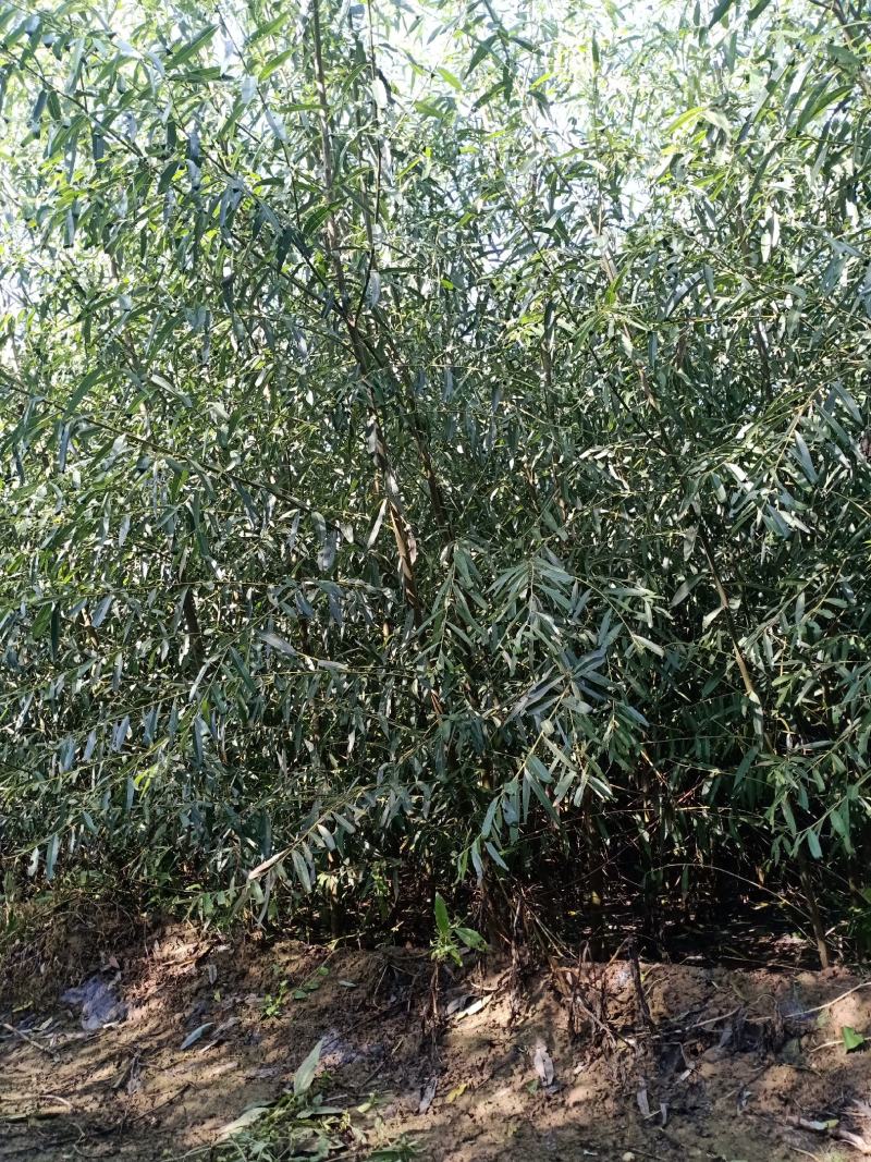 1000亩速生柳基地直供