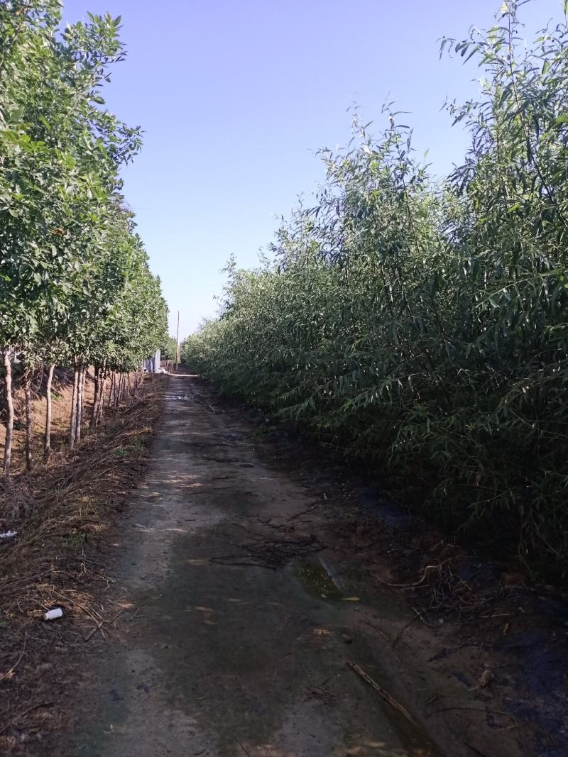 1000亩速生柳基地直供