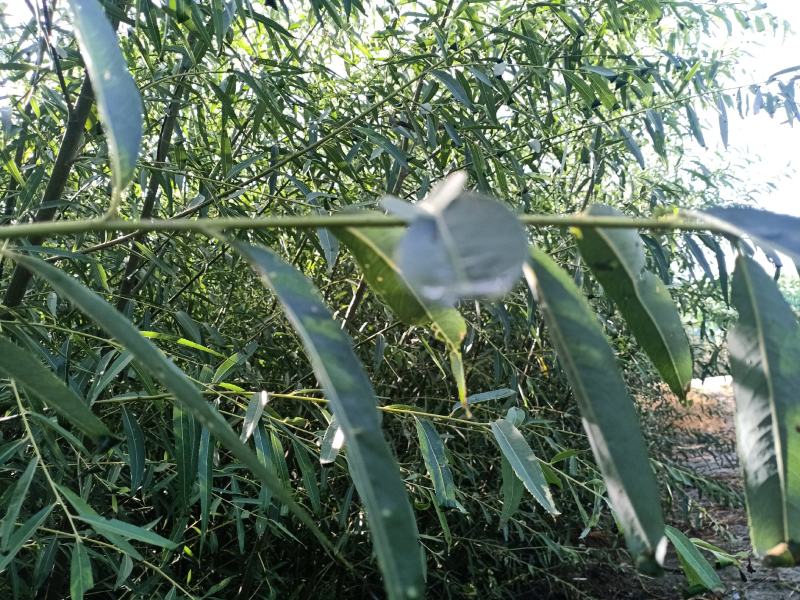 1000亩速生柳基地直供