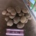 高原夏菜质量好颜色正有需要的联系我