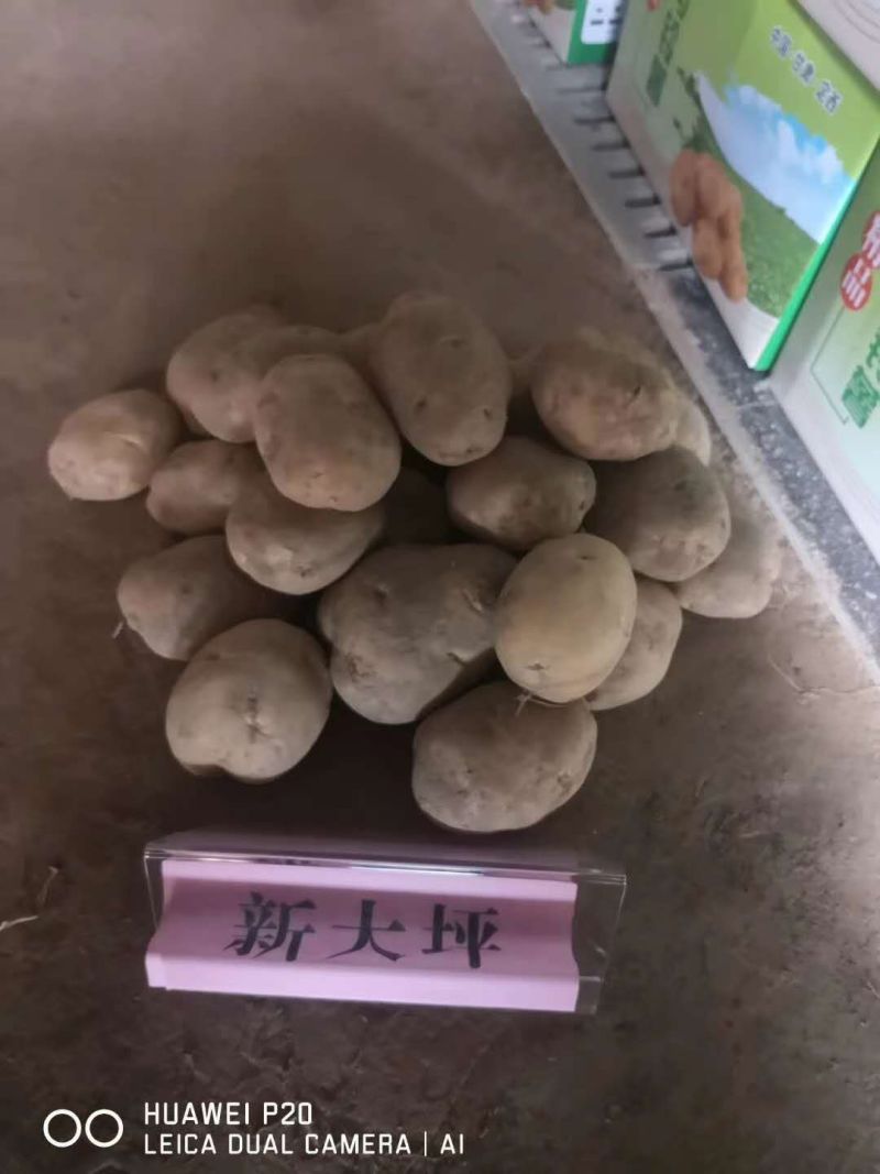 高原夏菜质量好颜色正有需要的联系我