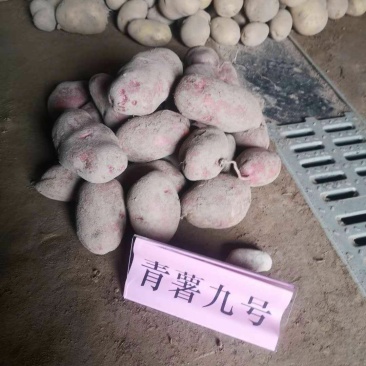 高原夏菜质量好颜色正有需要的联系我